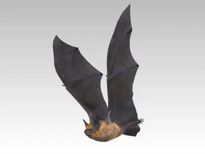 Common Pipistrelle Bat Low-poly 3D model