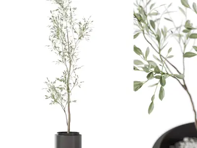 Plants collection vol 49