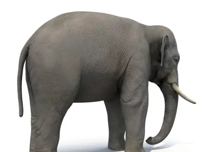 Asian Elephant Low-poly 3D model buy