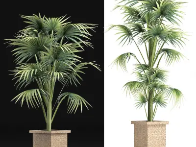 Plants Collection 166 Arabian Sabal Minor 3D model