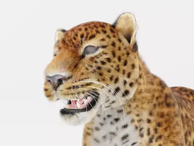 Leopard with Fur rigged  3D model