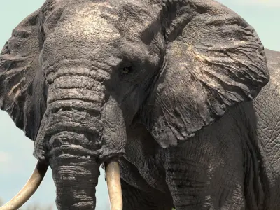 African Elephant Rigged model Low-poly 3D model