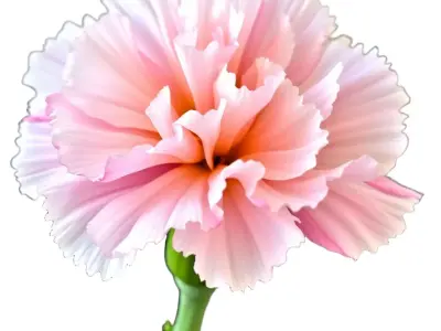 Pink Carnation Bloom model pack Low-poly 3D model