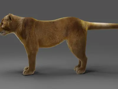 Fur Lioness v02 Rigged in Blender  Low-poly 3D model