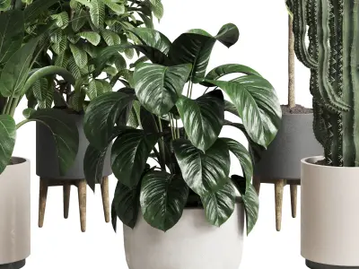  indoor plant 216 ficus rubbery bush cactus concrete vase 3D model