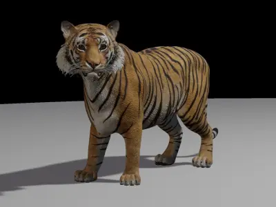 Tiger with animation 3D model