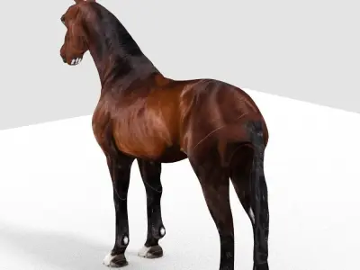 HORSE 3D model