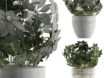 Plants Collection 61 3D model