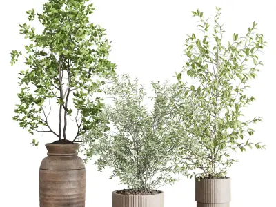 indoor plant set 413 pot tree in a wooden old vase  Low-poly 3D model