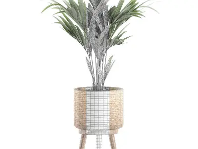 Decorative palm in a in a basket 622 3D model