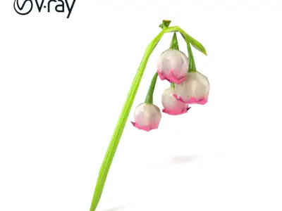 Bicolor Lily of the Valley model pack Low-poly 3D model