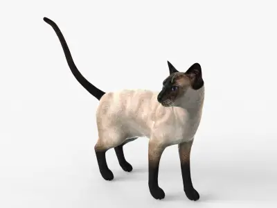 Siamese Cat Rigged for Cinema 4D FBX 3D Model Low-poly 3D model