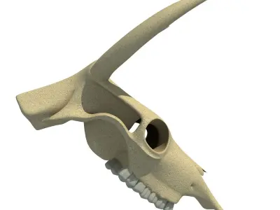Realistic Cow Skull 3D model