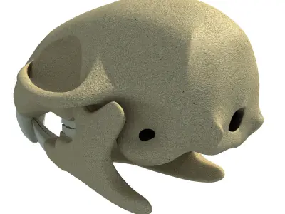 Detailed Squirrel Skull 3D model