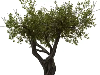 Twisted Ancient Tree Low-poly 3D model
