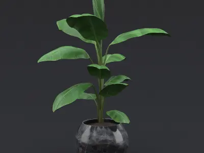 Cavendish Banana Plant II 3D model