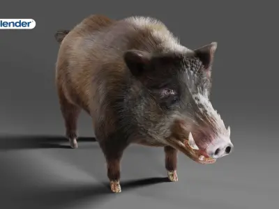 Fur Wild Boar V06 NO Rigged in Blender  Low-poly 3D model