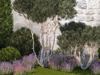 Garden with thuja trees and pine topiary lavender bushes 3D model
