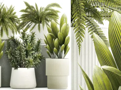 Set of beautiful fern and Dracaena plants in pots for interior  3D model