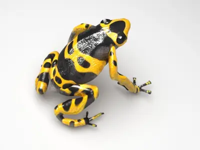 Yellow and Black Poison Dart Frog 3D model