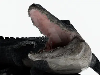 rigged realistic alligator Low-poly 3D model