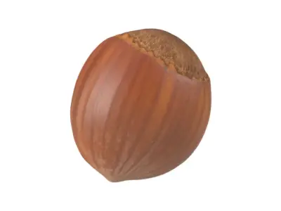 Photorealistic Hazelnut 3D Scan 3D model