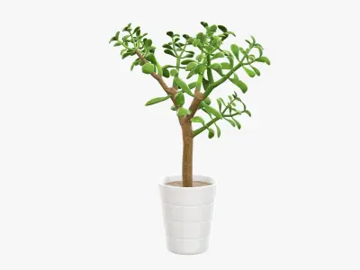 Crassula plant in flower pot 3D model