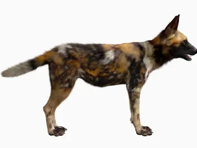 African wild dog 3D model