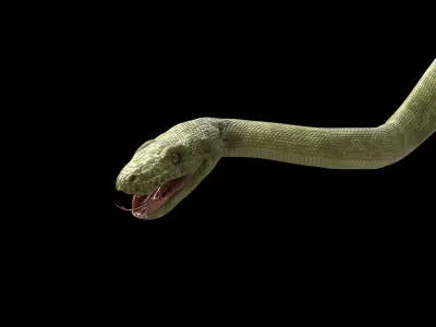 Green Boa Low-poly 3D model