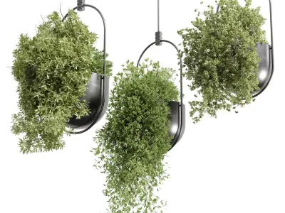 Hanging Plants set 377 - indoor Plant  Low-poly 3D model