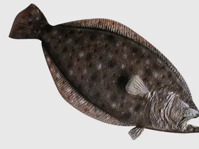 Flounder Fish  Low-poly 3D model