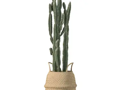 Plants collection 203 - monstera grass cactus ficus philodendron 3D model