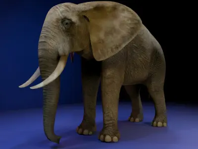 Photorealistic African Elephant 3D Model Low-poly 3D model