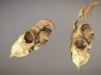 Photorealistic scanned cow skull with removable horns 3D model