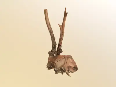 Scanned photorealistic broken roe dear skull with horns Low-poly 3D model