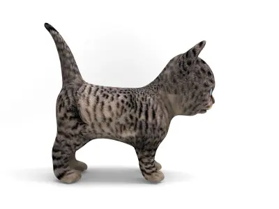 Wild Cute cartoon Cat Rigged Low-poly 3D model