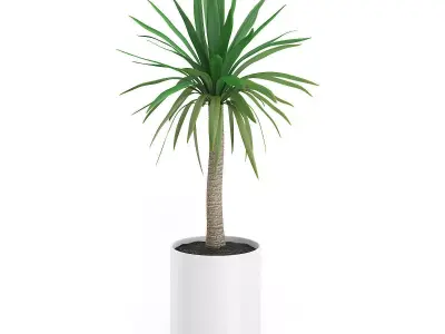Palm Tree in Round Pot 1 3D model