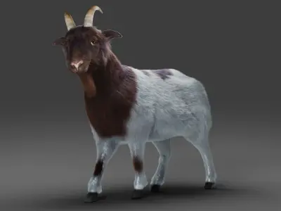 Fur Goat 03 Rigged in Blender Low-poly 3D model