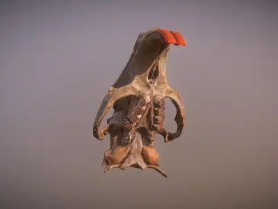 Photorealistic scanned nutria skull  Low-poly 3D model