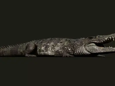 Crocodile 2024 3D model