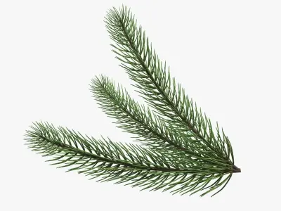 Fir tree branch 03 3D model