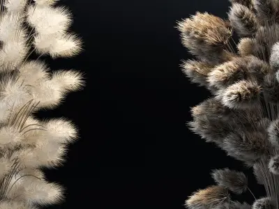 A bouquet of dried flowers - 2 models 3D model