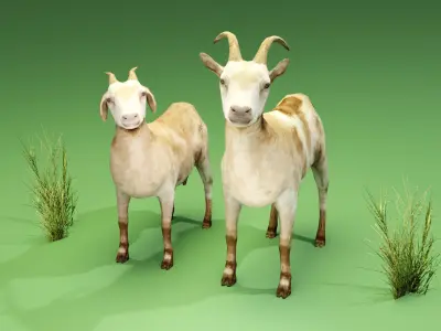 Goat - Male and Female Low-poly 3D model