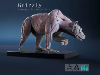 Digital Grizzly bear anatomy Atlas for Artists and creature FX Low-poly 3D model