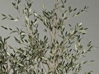 Decorative trees in concrete pots with bushes 3D model