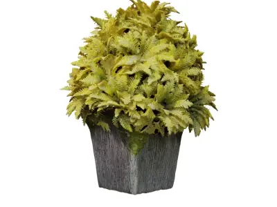 Artificial Plant 3D scan Free 3D model