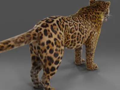 Fur Jaguar V02 NO Rigged in Blender Low-poly 3D model