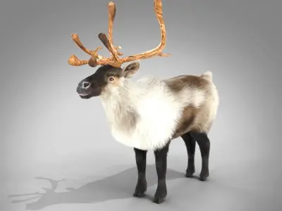 Fur Reindeer NO RIG Low-poly 3D model