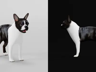 Boston Terrier Dog Low-poly 3D model