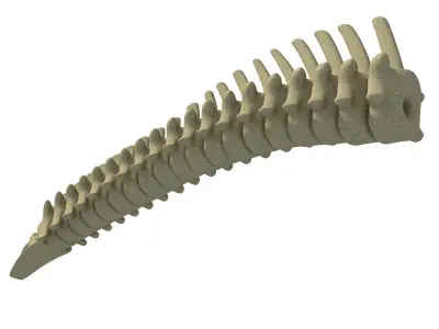 Mammal Spinal Column 3D model